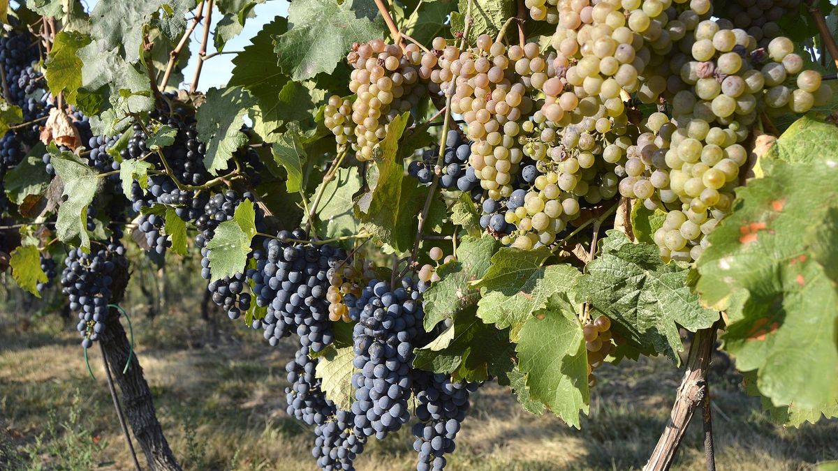 Vína se letos na Moravě vyrobí až o pětinu méně